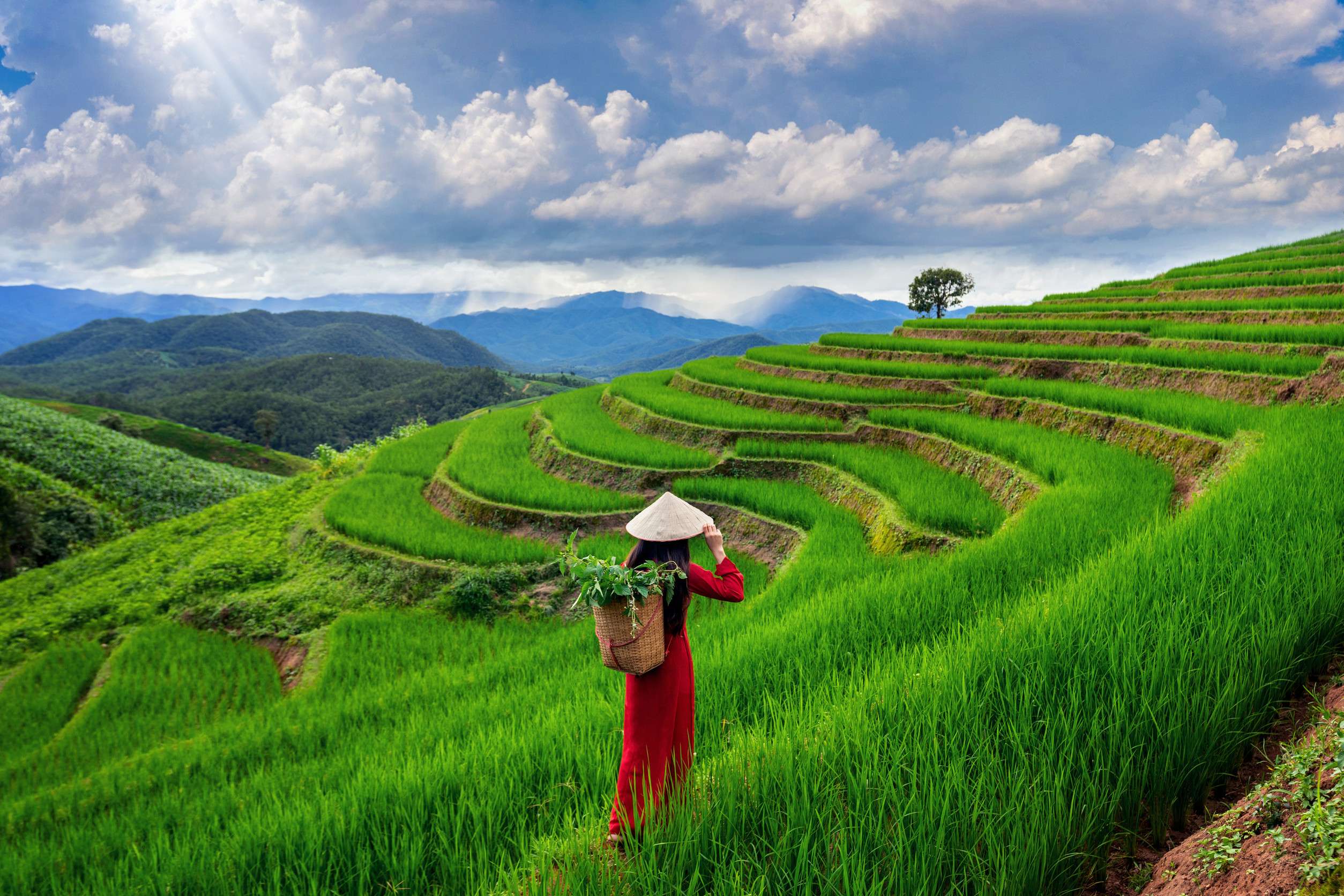 Asian woman wearing Vietnam culture traditional at rice terrace of Ban Pa Bong Piang in Chiang Mai